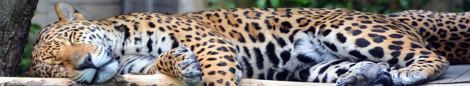 Travel Links by Smart Traveler